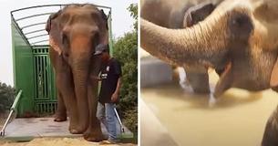 Two Elephants Held Captive In Circus For 50 Years Are Finally Freed — They Find Immense Happiness & Comfort Two Elephants Held Captive In Circus For 50 Years Are Finally Freed — They Find Immense Happiness & Comfort