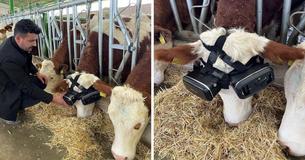 Farmers Give Cows Virtual Reality Headsets To Simulate Being Outside Farmers Give Cows Virtual Reality Headsets To Simulate Being Outside