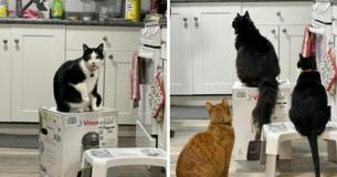 Cats Refuse To Vacate Blender Box For Over 2 Weeks - So Owners Reach Out To Company Cats Refuse To Vacate Blender Box For Over 2 Weeks - So Owners Reach Out To Company