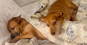 Dog Convinces Her Owner To Rescue Her ‘Twin’ And The Two Become ‘Best Friends’ Dog Convinces Her Owner To Rescue Her ‘Twin’ And The Two Become ‘Best Friends’