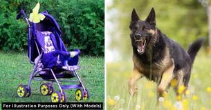 Dog Rescues 2-Year-Old Girl From An ‘Attempted Kidnapping’ While On Family Outing Dog Rescues 2-Year-Old Girl From An ‘Attempted Kidnapping’ While On Family Outing