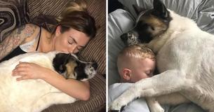 Loyal Dog Saves Pregnant Owner's Life After It Keeps Crying And Nudging Her To Seek Medical Help Loyal Dog Saves Pregnant Owner's Life After It Keeps Crying And Nudging Her To Seek Medical Help