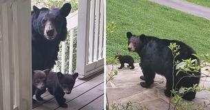 Man Builds Friendship With Bear And Years Later Meets Her ‘First Litter’ Of Cubs Man Builds Friendship With Bear And Years Later Meets Her ‘First Litter’ Of Cubs