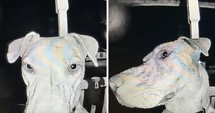 Lost Dog Returns Home And Rings Doorbell At 3 A.M. After Getting Spooked By Fireworks Lost Dog Returns Home And Rings Doorbell At 3 A.M. After Getting Spooked By Fireworks