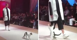 Street Kitty Struts Fashion Show Catwalk And Shows Models How It's Done Street Kitty Struts Fashion Show Catwalk And Shows Models How It's Done