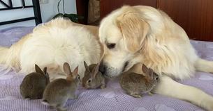 Golden Retriever Happy To Play ‘Mom’ To Baby Bunnies Who Cuddle Up To Him Golden Retriever Happy To Play ‘Mom’ To Baby Bunnies Who Cuddle Up To Him