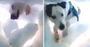 Man Buried In Snow Records Rescue Dog Hard At Work 'Saving' Him Man Buried In Snow Records Rescue Dog Hard At Work 'Saving' Him