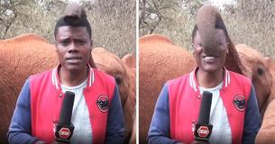 Adorable Baby Elephant Steals Spotlight In The Middle Of Journalist’s Report Adorable Baby Elephant Steals Spotlight In The Middle Of Journalist’s Report