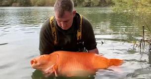 Man Catches Gigantic Goldfish Weighing Almost 70 Pounds After 25-Minute Fight Man Catches Gigantic Goldfish Weighing Almost 70 Pounds After 25-Minute Fight