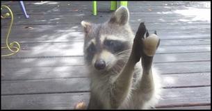 This Cheeky Raccoon Knocks On Woman's Door To Ask For Food For Her Family This Cheeky Raccoon Knocks On Woman's Door To Ask For Food For Her Family