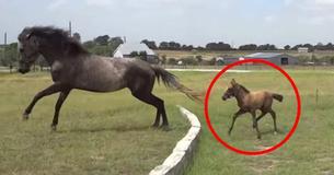 Esta pequena cria não consegue dar aquele GRANDE salto, mas veja o que a mãe faz (Vídeo) Esta pequena cria não consegue dar aquele GRANDE salto, mas veja o que a mãe faz (Vídeo)