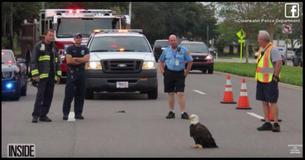 Bald Eagle Refuses To Budge On Road. Officers Take Swift Action As They Get Close Bald Eagle Refuses To Budge On Road. Officers Take Swift Action As They Get Close