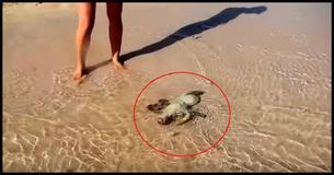 An Amazing Thank You From This Rescued Sea Creature An Amazing Thank You From This Rescued Sea Creature