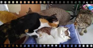 Looks-Alike Doll Cat Scares The Life Out Of His Real Friends Looks-Alike Doll Cat Scares The Life Out Of His Real Friends