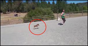 The Most Adorable Tiniest Horse In The World The Most Adorable Tiniest Horse In The World