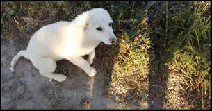 Puppy's Priceless Reaction When Jogger Finds Him Is Adorable Puppy's Priceless Reaction When Jogger Finds Him Is Adorable