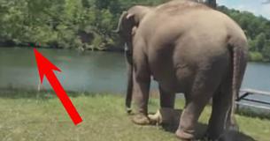 For 3 Weeks This Elderly Elephant Stood In The Same Spot, Now WATCH Who She's Waiting For For 3 Weeks This Elderly Elephant Stood In The Same Spot, Now WATCH Who She's Waiting For