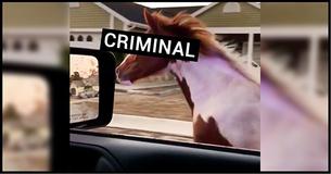 Wayward Horse Galloping Wrong Way On Highway Leads Police Chase Wayward Horse Galloping Wrong Way On Highway Leads Police Chase