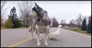 An Unusual Friendship Between A Duck And A Dog Suprised A Small Town In Minnesota, And Now It's Going Viral An Unusual Friendship Between A Duck And A Dog Suprised A Small Town In Minnesota, And Now It's Going Viral