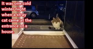 This Story Starts With A Stray Cat At The Door But You Will Never Guess How It Ends This Story Starts With A Stray Cat At The Door But You Will Never Guess How It Ends