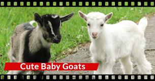 Footage Of Baby Goat Has The Internet Rolling On The Floor With Laughter Footage Of Baby Goat Has The Internet Rolling On The Floor With Laughter