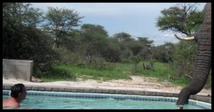 Family Is Enjoying Pool, Then Heart Stops When Massive Visitor Decided To Join Them Family Is Enjoying Pool, Then Heart Stops When Massive Visitor Decided To Join Them