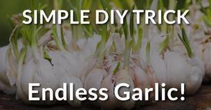 No More Supermarket Garlic How To Grow Your Own Garlic Right At Home No More Supermarket Garlic How To Grow Your Own Garlic Right At Home