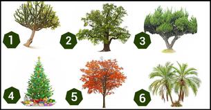 Choose A Tree To Find Out What Changes You Should Expect In 2018 Choose A Tree To Find Out What Changes You Should Expect In 2018
