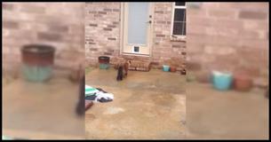 A Dad Spent More Than 2 Hours Installing A Cat Door A Dad Spent More Than 2 Hours Installing A Cat Door