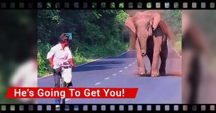 Man Bikes Away From Sprinting Elephant, Realizes What’s Happening When Elephant Beckons To Woods Man Bikes Away From Sprinting Elephant, Realizes What’s Happening When Elephant Beckons To Woods