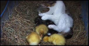 Cat Approaches Stranded, Starving Ducklings. The Same Cat Returns 6 Days Later, And We Watch A Miracle Happen Cat Approaches Stranded, Starving Ducklings. The Same Cat Returns 6 Days Later, And We Watch A Miracle Happen