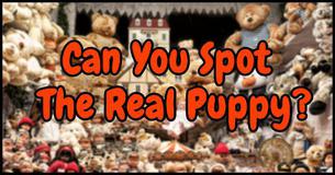Can You Spot The Real Puppy In Less Than 5 Seconds? Can You Spot The Real Puppy In Less Than 5 Seconds?