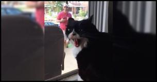 Kitty Has A Hilarious Meltdown When She Finds Out She Has To Share The House With A Pooch Kitty Has A Hilarious Meltdown When She Finds Out She Has To Share The House With A Pooch