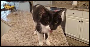 People Are Losing Their Minds Over This Adorable Kitty Which Has The Deepest Voice Ever Just Listen To Him Meow People Are Losing Their Minds Over This Adorable Kitty Which Has The Deepest Voice Ever Just Listen To Him Meow