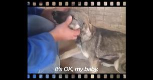 Every Time This Pooch Gets Touched He Cries Except For 1 Woman Every Time This Pooch Gets Touched He Cries Except For 1 Woman
