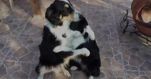 Border Collies Hugging. Enough Said Border Collies Hugging. Enough Said