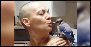WATCH: This Rescued Blue Jay Visits His Hero Every Day, But That's Not Even The Best Part WATCH: This Rescued Blue Jay Visits His Hero Every Day, But That's Not Even The Best Part