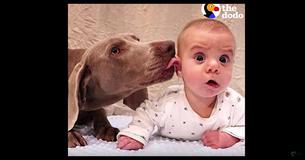 Dogs Waited Patiently 9 Months For Baby To Be Born - Their Reaction Once Their Finally Together Has Gone Viral Dogs Waited Patiently 9 Months For Baby To Be Born - Their Reaction Once Their Finally Together Has Gone Viral
