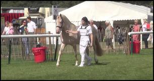 This Glorious Horse Look Like It's Dipped In Gold This Glorious Horse Look Like It's Dipped In Gold