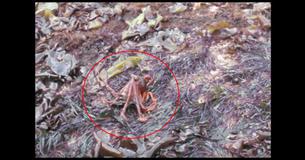 Watch An Octopus Walk On Land Watch An Octopus Walk On Land