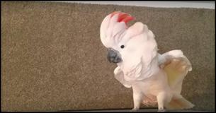 Esta cacatua brava fez a maior pirraça quando mandaram que ela voltasse para sua gaiola. Isso é hilário Esta cacatua brava fez a maior pirraça quando mandaram que ela voltasse para sua gaiola. Isso é hilário