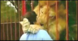 Watch The Amazing Reunion Between This Lion And His Rescuer Watch The Amazing Reunion Between This Lion And His Rescuer