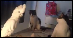 Bird Opens Its Mouth, Cats Have Priceless Reaction When They Realize It Sounds Like Them Bird Opens Its Mouth, Cats Have Priceless Reaction When They Realize It Sounds Like Them