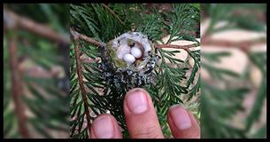 Experts Beg Gardeners To Look For Hummingbird Eggs Before They Prune Experts Beg Gardeners To Look For Hummingbird Eggs Before They Prune