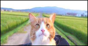 Man Trained His Cats Like a Pro - Must Watch Man Trained His Cats Like a Pro - Must Watch
