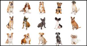 Que Cão É Você? Que Cão É Você?