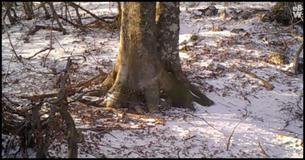 Man Filmed A Tree In The Woods For A Year And Captured Things Most People Will Never See Man Filmed A Tree In The Woods For A Year And Captured Things Most People Will Never See