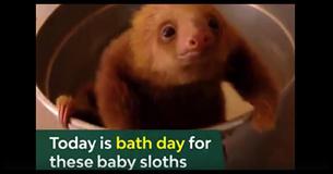 Today Is Bath Time For These Baby Sloths Today Is Bath Time For These Baby Sloths