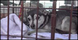 For 2 Years This Dog Evaded Capture But What He Did After He Was Caught Brought Tears To His Rescuer's Eyes For 2 Years This Dog Evaded Capture But What He Did After He Was Caught Brought Tears To His Rescuer's Eyes