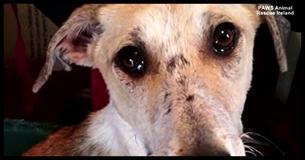 Dog Refuses To Stop Facing The Wall Because He's Been Abused Most Of His Life, But Then An Angel Inspires Her Dog Refuses To Stop Facing The Wall Because He's Been Abused Most Of His Life, But Then An Angel Inspires Her